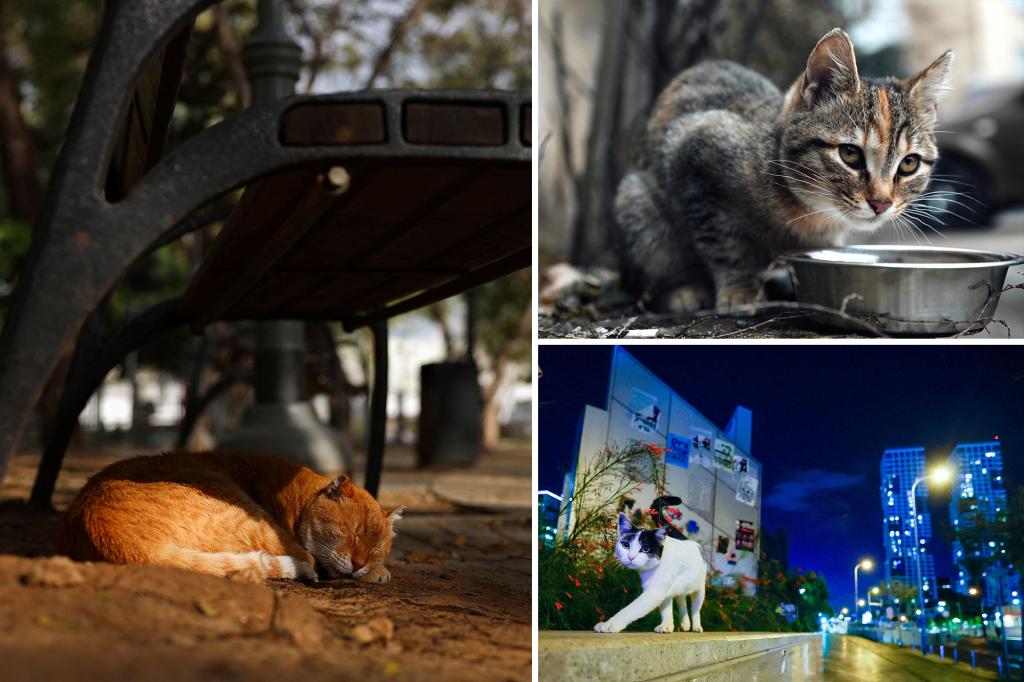 Cats found dead in suspected mass poisoning in Israel: advocates