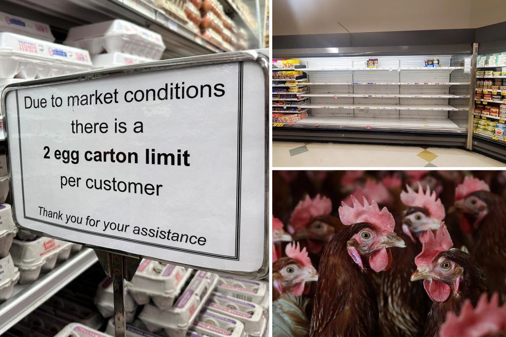 Egg prices start to drop after bird flu shortage caused massive hikes