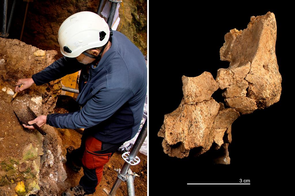 Fossilized facial bone fragments of oldest known human found in Spanish cave