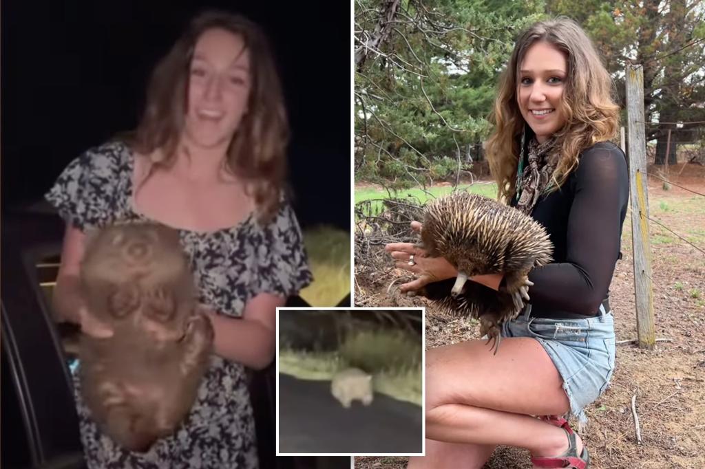 US influencer Samantha Jones faces visa probe after taking baby Australian wombat from its mother in viral video