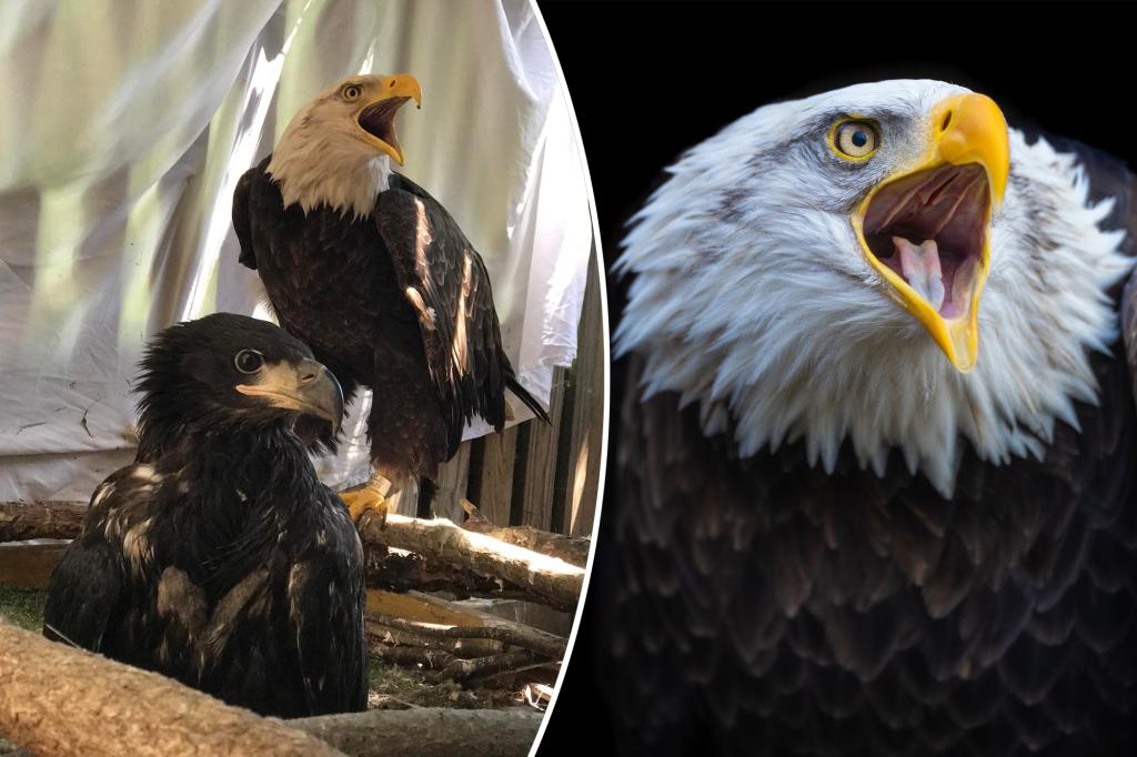 Murphy the bald eagle dies amid violent Missouri storms
