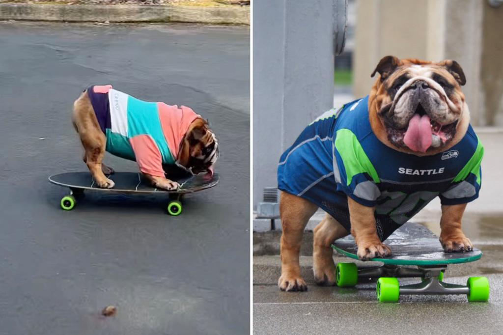 Meet Chowder the bulldog — a pooch going viral for his impressive skateboarding skills