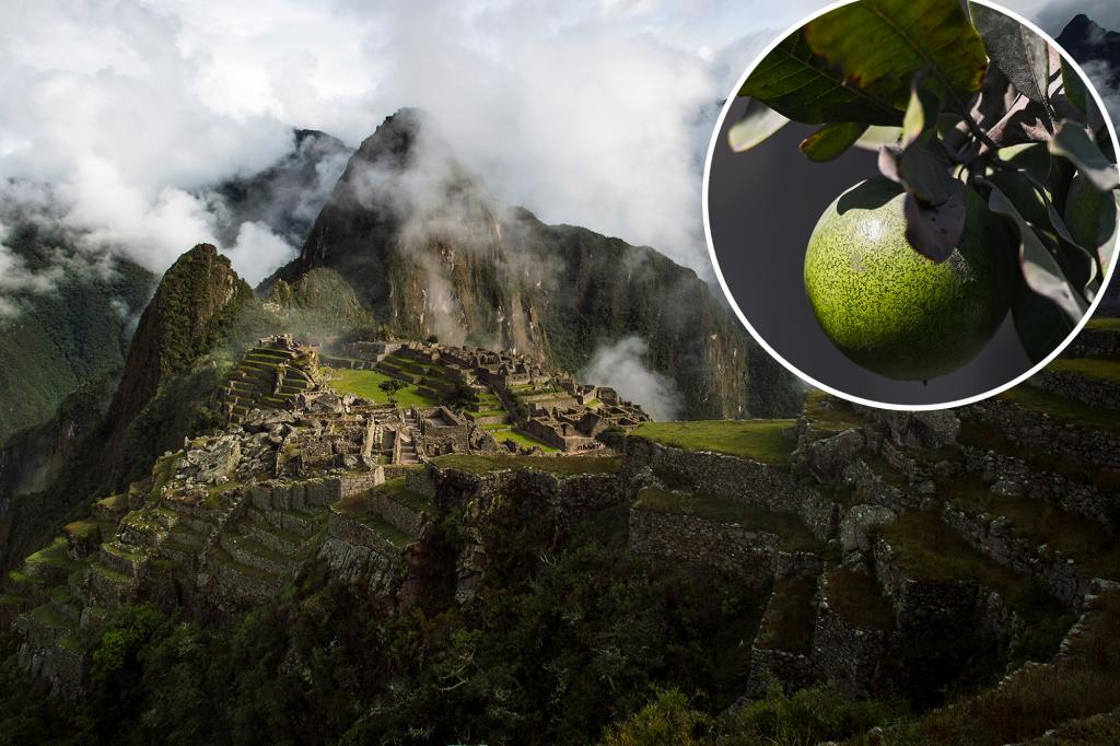 Forget sugar – ‘gold of the Incas’ fruit becoming popular sweetener