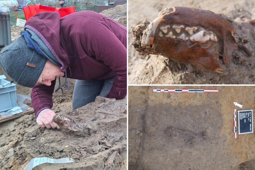 Ancient settlement reveals remains of 1,800-year-old dog, baffling experts: ‘Preserved quite well’