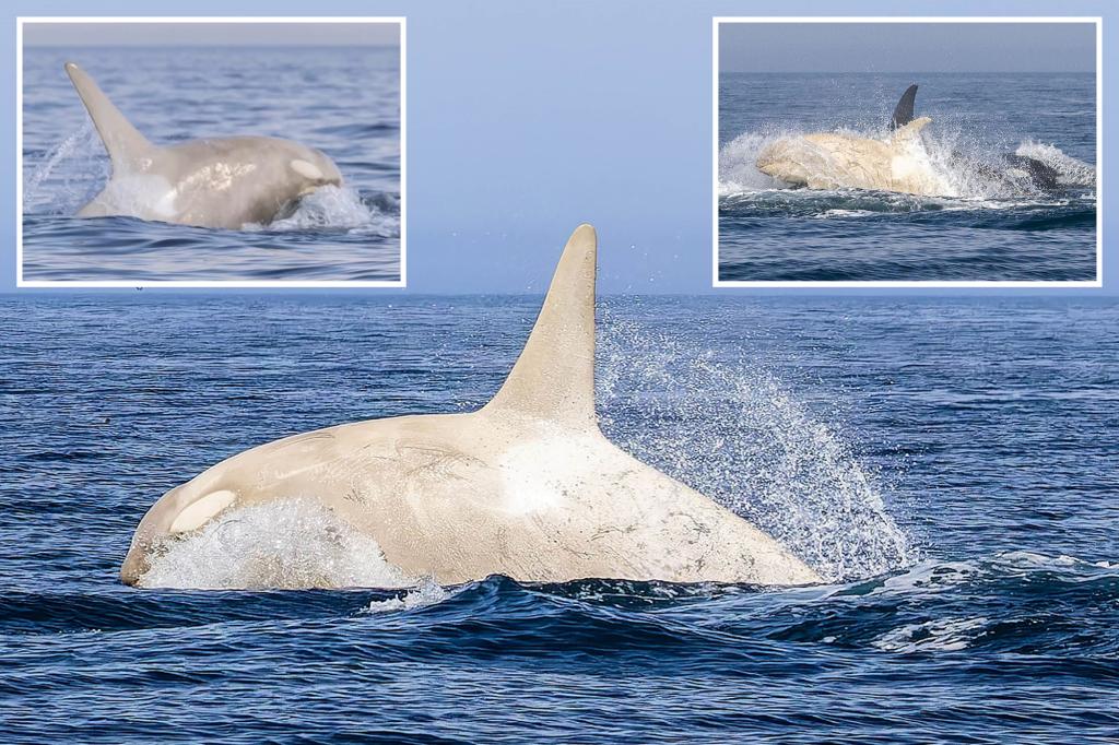 Majestic photos capture rare albino killer whale leaping out of water off Japanese coast