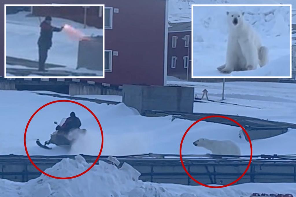 Wild video reveals how man narrowly escapes polar bear: ‘Very brave guy!’
