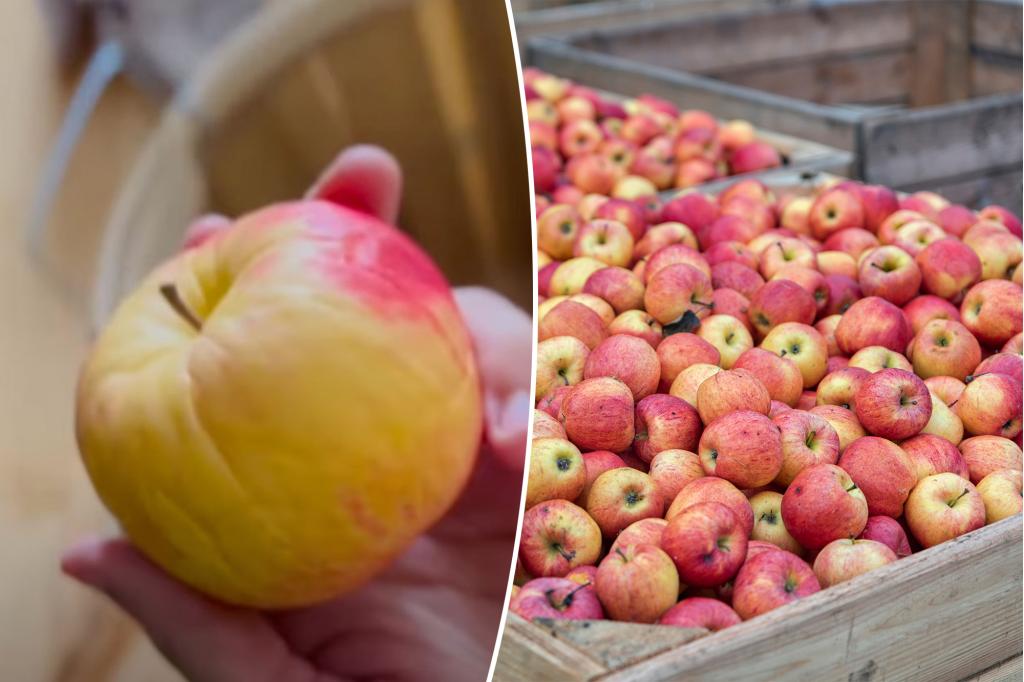 This 18th-century food storage hack could keep apples fresh for months