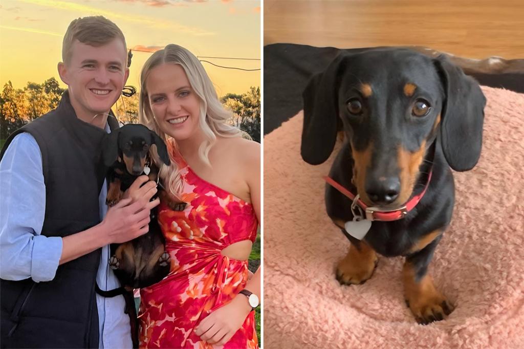 ‘Australia’s favorite fugitive’ — a dachshund — rescued