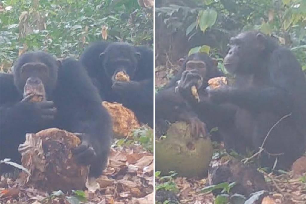 Wild chimps caught on camera sharing boozy fruit