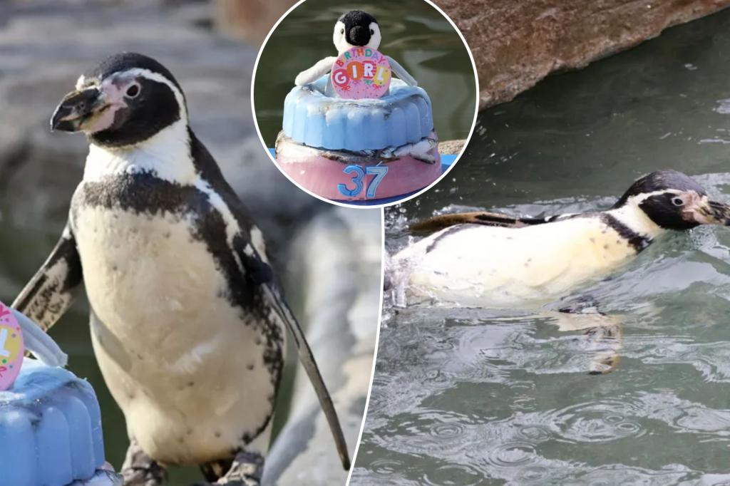 World’s oldest penguin celebrates 37th birthday- with cake made of fish