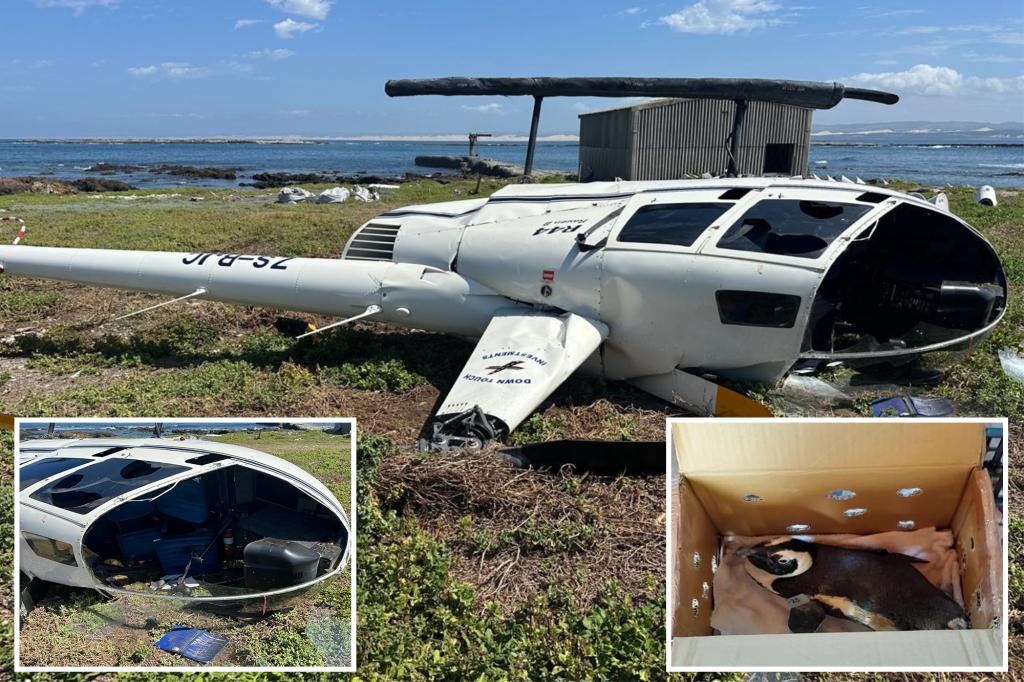 ‘Unsecured’ penguin blamed for helicopter crash in South Africa