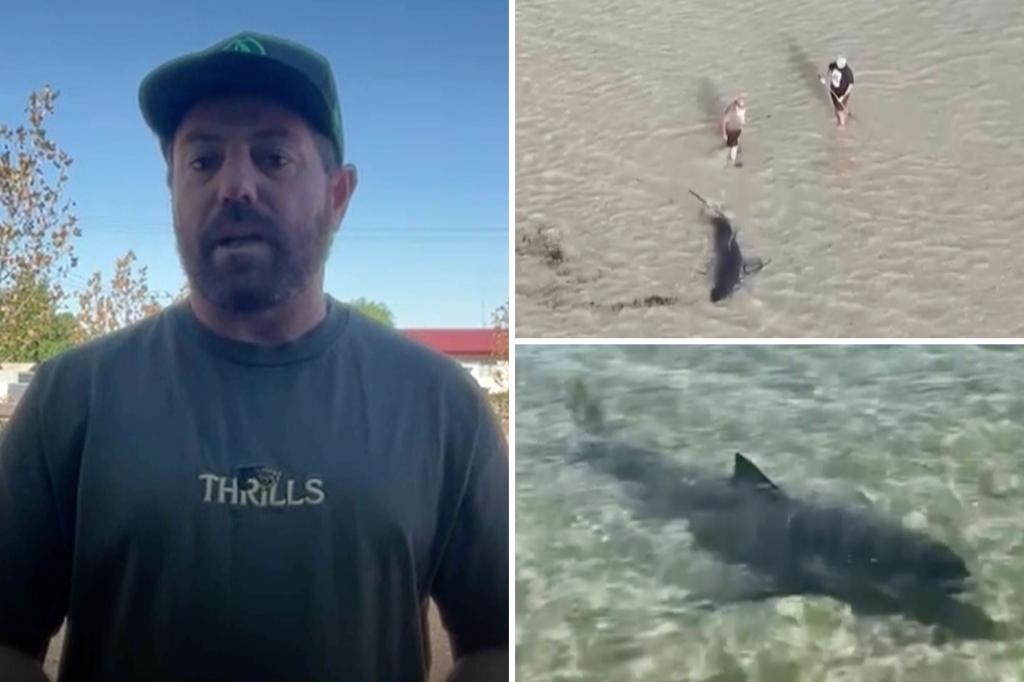 Dad and son, 11, almost come face-to-face with great white shark stranded in shallow water on South Australia beach
