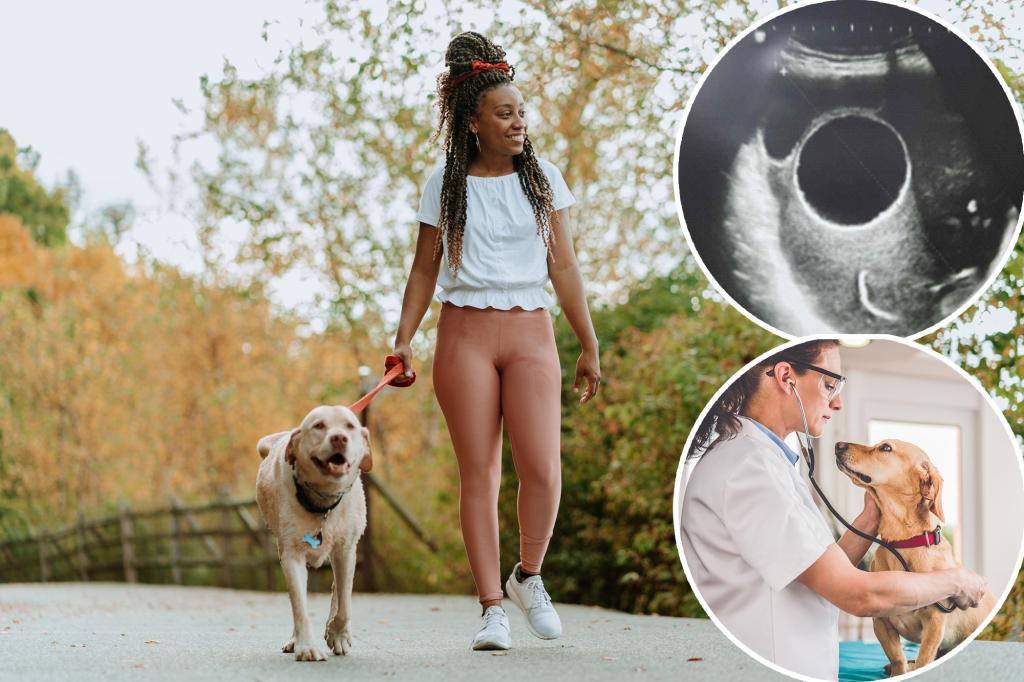 Massive parasite found in dog owner’s pelvis — vet issues warning
