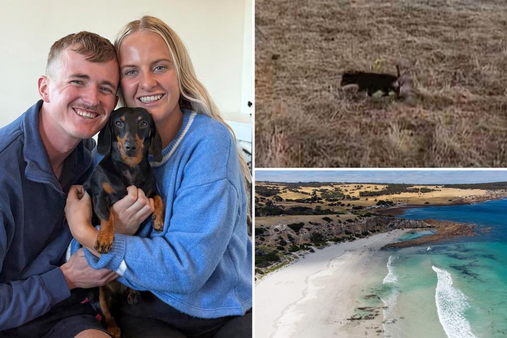 A miniature dachshund is reunited with its owner after 18 months lost on an Australian island