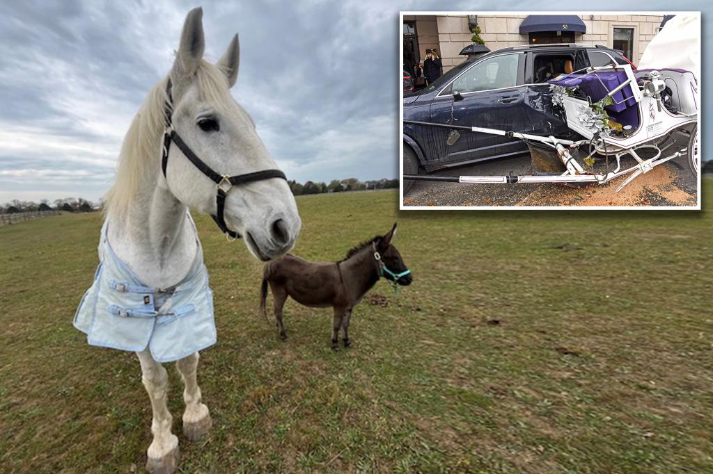 Arthur, the NYC carriage horse who famously crashed into two cars, has died after happy retirement
