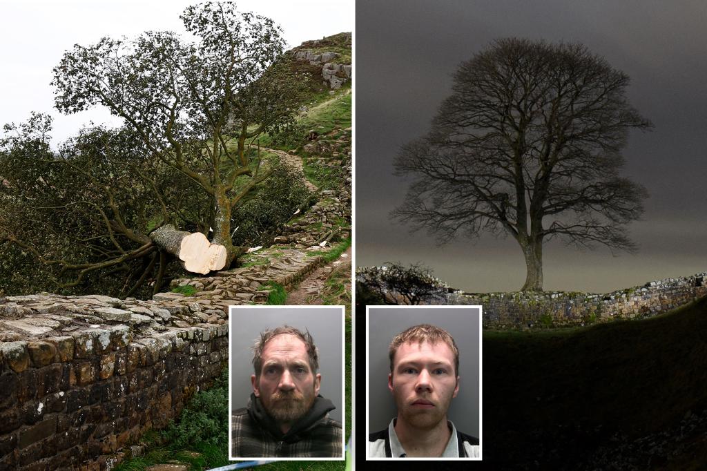 2 men convicted of cutting down England’s Sycamore Gap tree