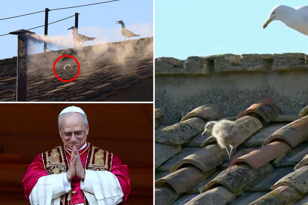 Baby seagull appears by Sistine Chapel chimney seconds before smoke pours out announcing new Pope