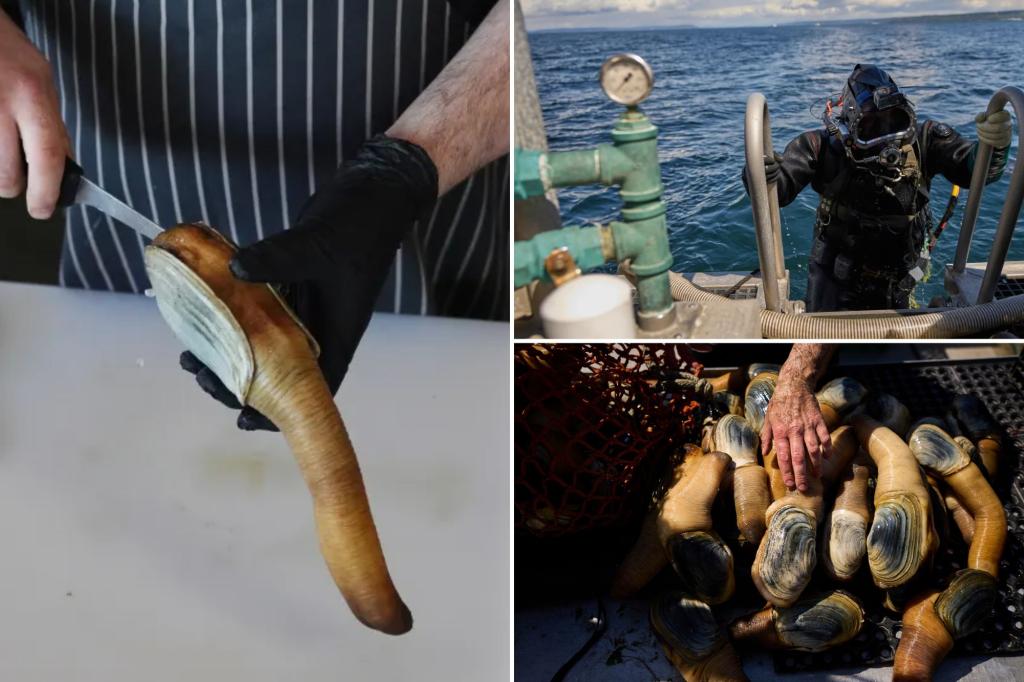 Chinese delicacy geoduck gets caught in crossfire of Trump’s trade war