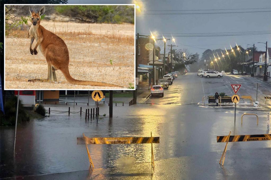 Kangaroo nearly drowns Australian man in New South Wales floodwaters