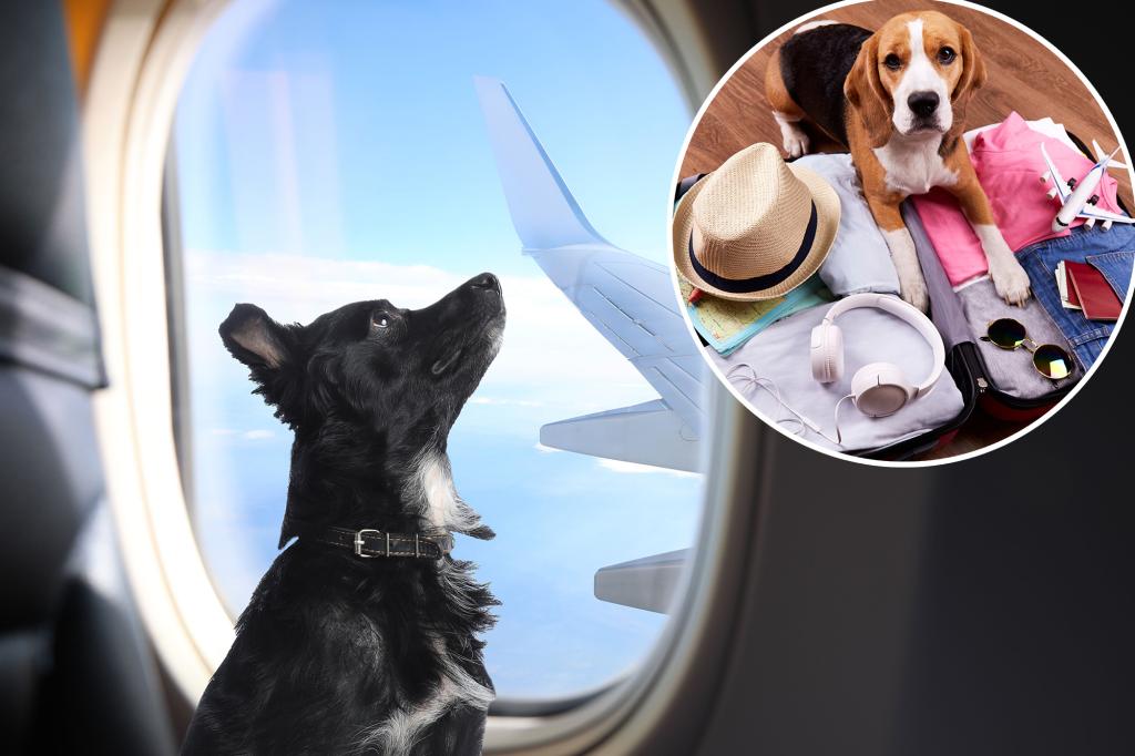 Italy ripped over ‘ridiculous’ new policy on pets in plane cabins