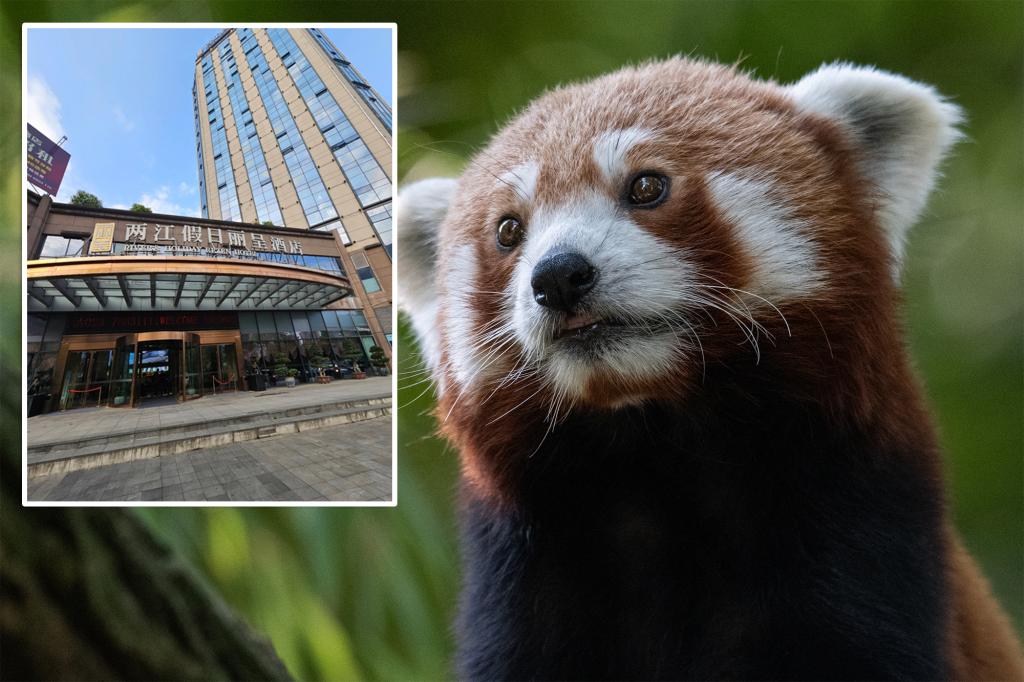 Hotel in China rapped by wildlife officials for using endangered red pandas to wake up guests