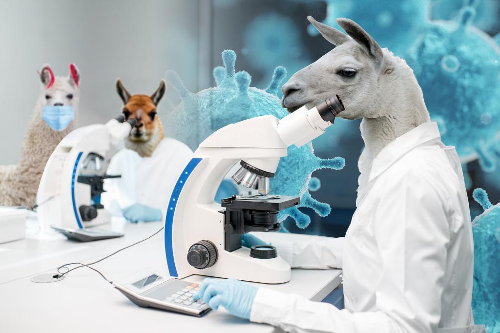 Llamas may hold the cure to Covid: study