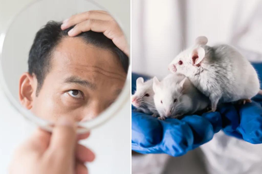 100% of male mice regrew fur