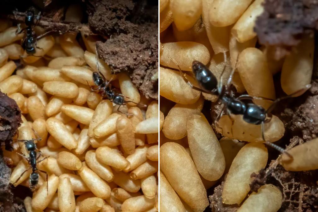 Insect with potentially deadly sting spreads across US