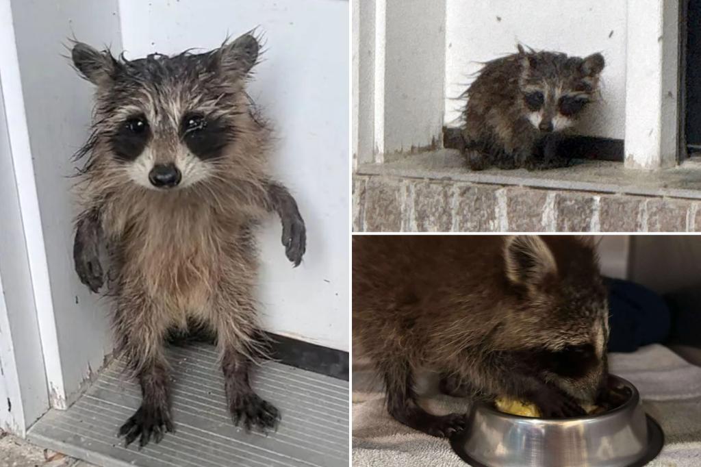 Baby raccoon rescued after Massachusetts storm