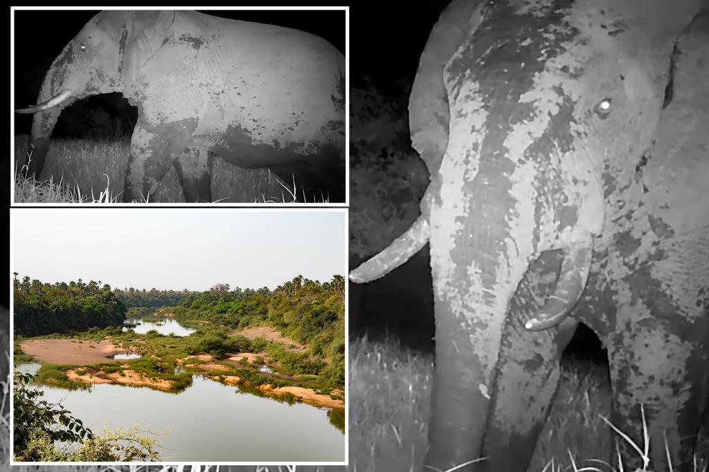 Mysterious, endangered ‘ghost elephant’ seen for the first time in years