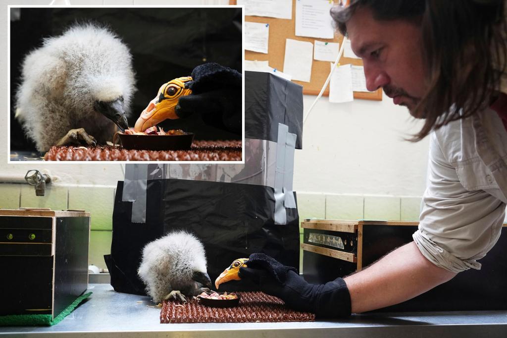 Zookeepers turn into puppeteers to save baby vultures