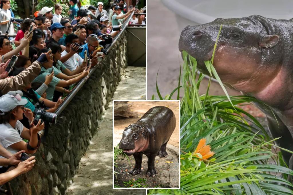 Thailand’s viral hippo Moo Deng celebrates first birthday